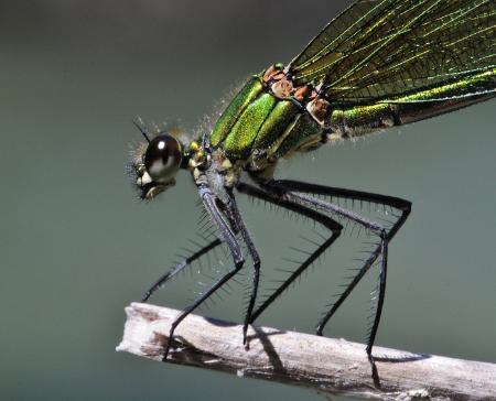 Imagen: Una de las fotografías de Sergio Bestué de la Exposición Insectos: Tesoros diminutos