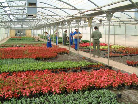 Imagen: La Diputación suministrará más de 57.000 plantas a las localidades...