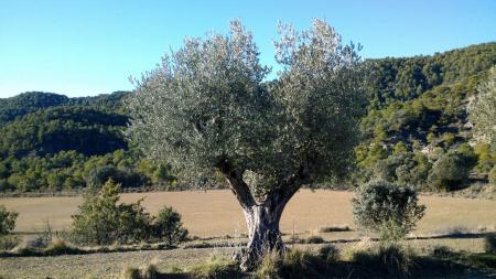 Imagen: Investigadores altoaragoneses descubren diez nuevas variedades de olivo...