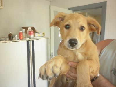 Imagen: Aumentan en un 20% las adopciones del Centro de Recogida de Animales
