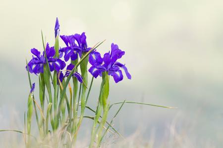 Imagen: Fotografía incluida en Vivir en las alturas-Flora del Pirineo aragonés- iris latifolia- JAVIER ARA CAJAL