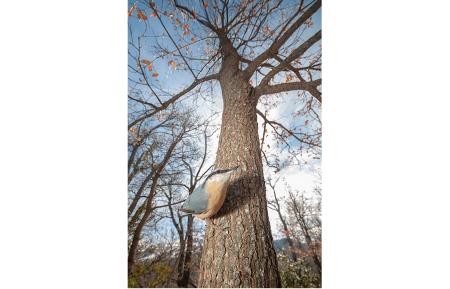 Imagen: Jorge Ruíz del Olmo. Arbol, dulce hogar