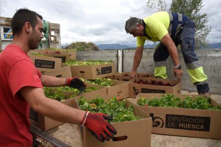 Imagen: Imagen del personal en el Vivero de la Diputación de Huesca durante esta campaña de flores de primavera FOTO JAVIER BLASCO/ DPH