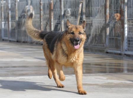 Imagen: El Centro de Recogida de Animales de la DPH cierra el año con más de 320...