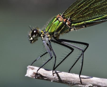 Fotografía en la Exposición Insectos Diminutos Tesoros