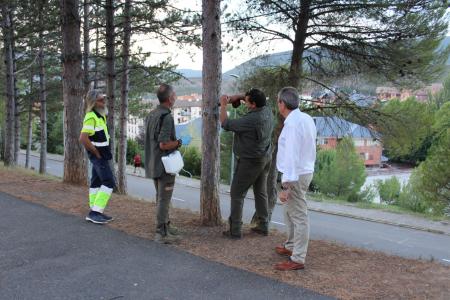 Imagen: Fotografía de los trabajos en los pinos de Sabiñánigo