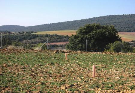 La Diputación destina 340.000 euros para fomentar el cultivo de la trufa