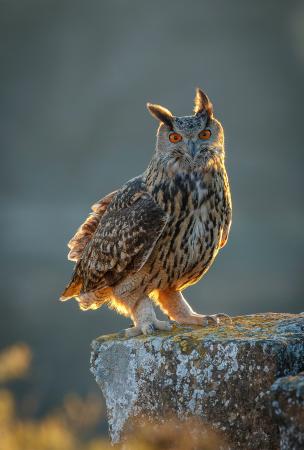 “Reina de la Noche”, Premio Internacional de Fotografía ‘David Gómez...