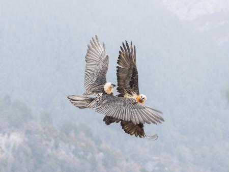 "Reina de la Noche", primer premio de fotografía de los Félix de Azara