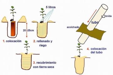 Pasos a seguir en el trasplante de especies micorrizadas