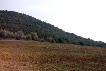 Plantación de trufa negra