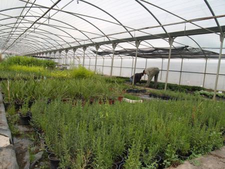 Imagen: Imagen de las plantas en el Vivero Provincial de la DPH.