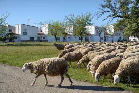 Ovejas en la cañada de Vegaviana (Cáceres). 2022. Arquitecto: José Luis Fernández del Amo. © Ana Amado y Andrés Patiño