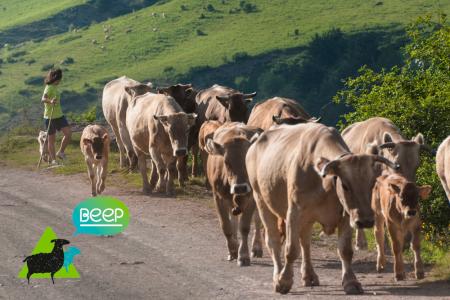 La Diputación de Huesca lidera un proyecto de casi 2 millones de euros para impulsar la ganadería extensiva en el pirineo de Huesca y Lleida