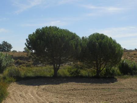 Imagen Pino Piñonero (Pinus Pinea)