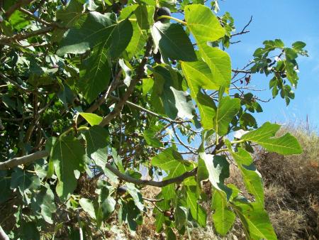 Imagen Higuera (Ficus carica)