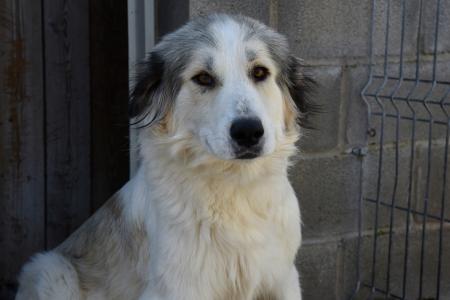 Imagen: Watorre, uno de los perros que estuvo en el centro de acogida de animales de la DPH