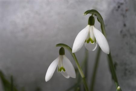 Galanthus nivalis. Fotografía de Javier Ara