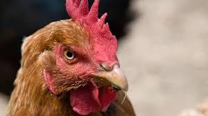Censo de explotaciones domésticas de aves
