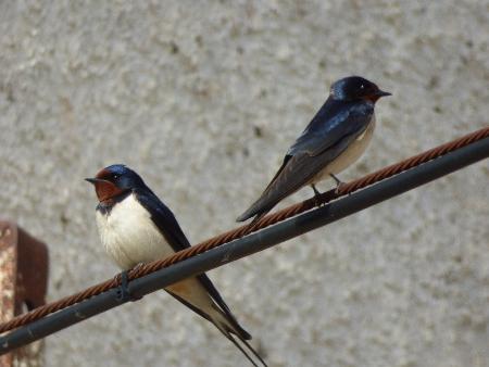 Taller Medioambiental Formativo "Aves y Humanos"