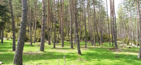 Bosque. Castejón de Sos