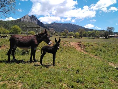 Aldea de Puy de Cinca. Secastilla