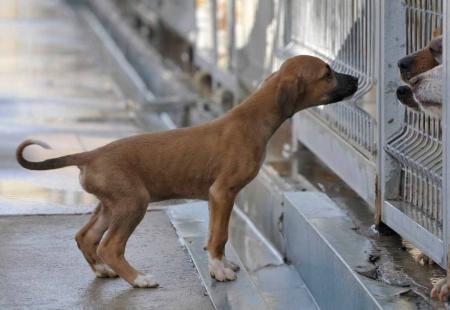 Imagen: Uno de los perros en el Centro de Recogida de Animales. Foto: P.OTÍN.