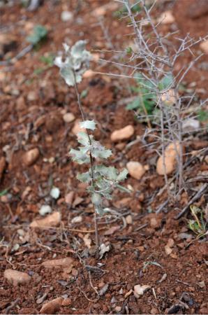 Plantas vivero Nueno. P.OTIN.