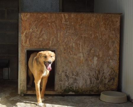 Imagen: El Centro de Recogida de Animales colabora con centros de otros países.