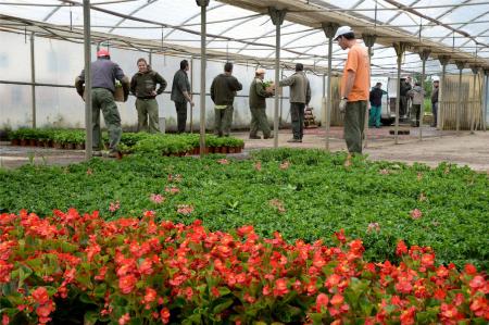 El Vivero da trabajo a unos 20 usuarios de Arcadia. J. BLASCO.