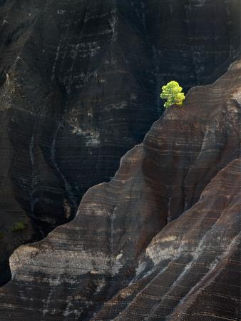 Miembros jurado fotografía con la imagen ganadora