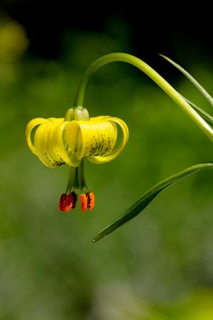 Vivir en las alturas Flora del Pirineo aragonés- Lilium pyrenaicum