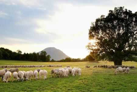 Paisaje y ganadería provincia de Huesca