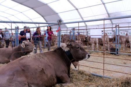 Un momento de la visita a la zona ganadera de la Feria