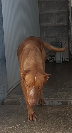 Imagen de Toby