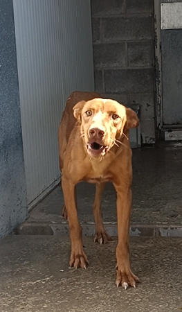 Imagen de Toby