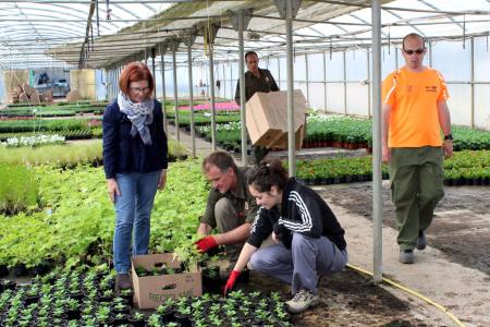 Imagen: La DPH inicia la campaña de flor con más de 50.000 plantas que en los...