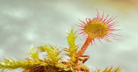 Vivir en las alturas Flora del Pirineo-Drosera rotundifolia