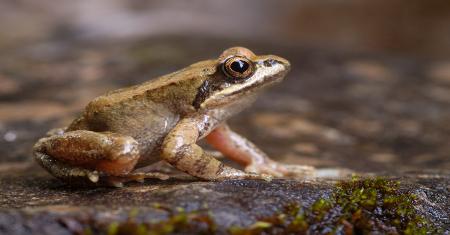 Vivir en las alturas Fauna del Pirineo aragonés-Rana Pirenaica