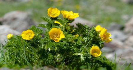 Vivir en las alturas Flora del Pirineo aragonés- Adonis pyrenaica