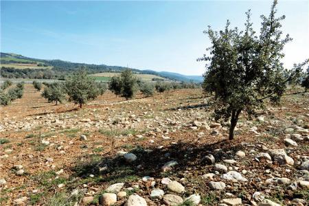 Imagen: Una de las plantaciones que existen en el territorio