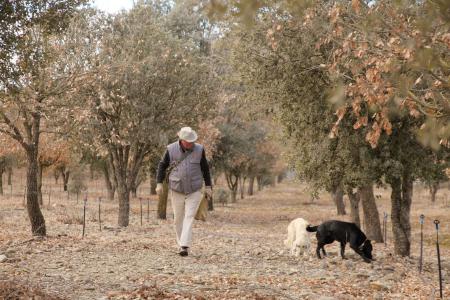 Imagen: Truficultor de Sobrarbe en su plantación. G. ORTE