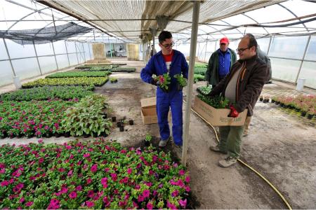 Campaña de la Flor