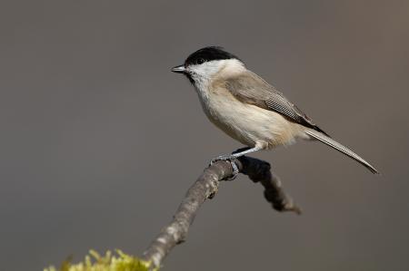 Fauna y flora del Pirineo aragonés y cine cierran la primavera con las...