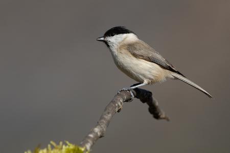 Animales y plantas del Pirineo y pueblos del Alto Aragón protagonizan la...