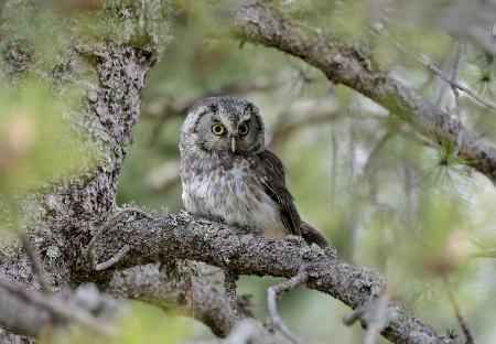 Imagen: Cine, titiriteros y fauna del Pirineo en las exposiciones itinerantes...