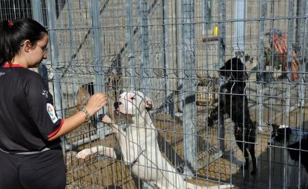 Imagen: Una de las interesadas en adoptar esta mañana en el centro. P. OTÍN