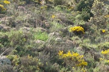 Imagen Flora y Fauna