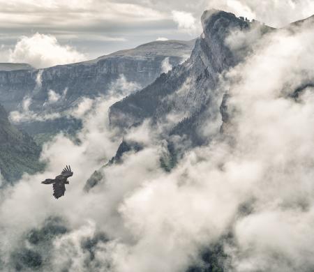 Primer Premio Félix de Azara de fotografía 2021- José Manuel Hernández López- Quebrantahuesos en su entorno