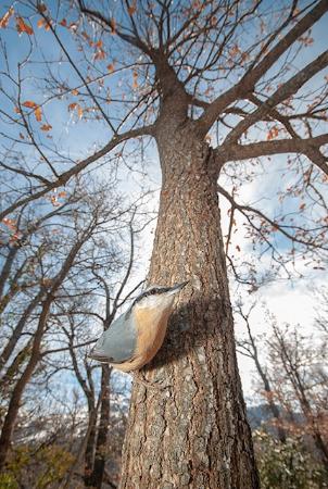 Fotografía ganadora. Jorge Ruíz del Olmo. Arbol, dulce hogar